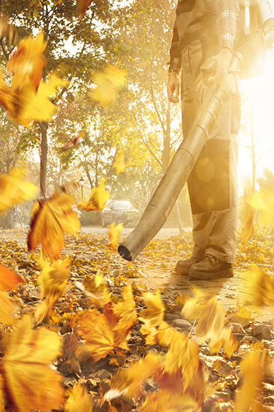 A person with a leaf blower is removing fallen leaves from the sidewalk. Golden leaves swirling around in warm sunshine. Bottom half of the person with no visible face.